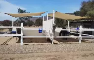Da seguimiento Gobierno de Ensenada a recuperaci�n de caballos