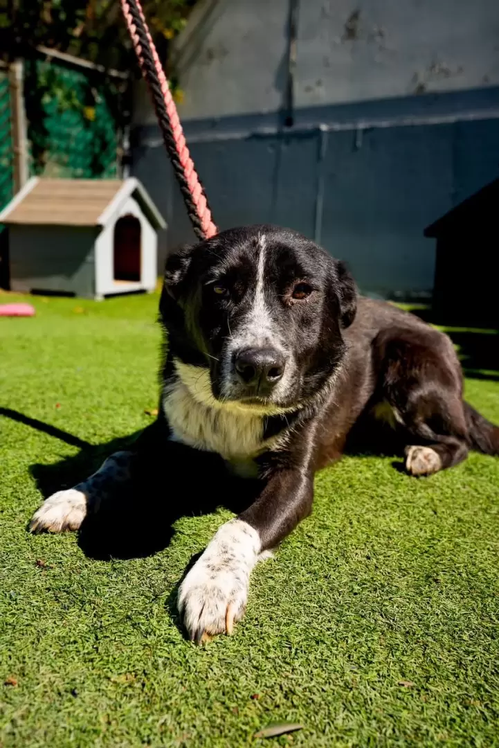 Invitan a brindar un hogar a 68 perros y 12 gatos.