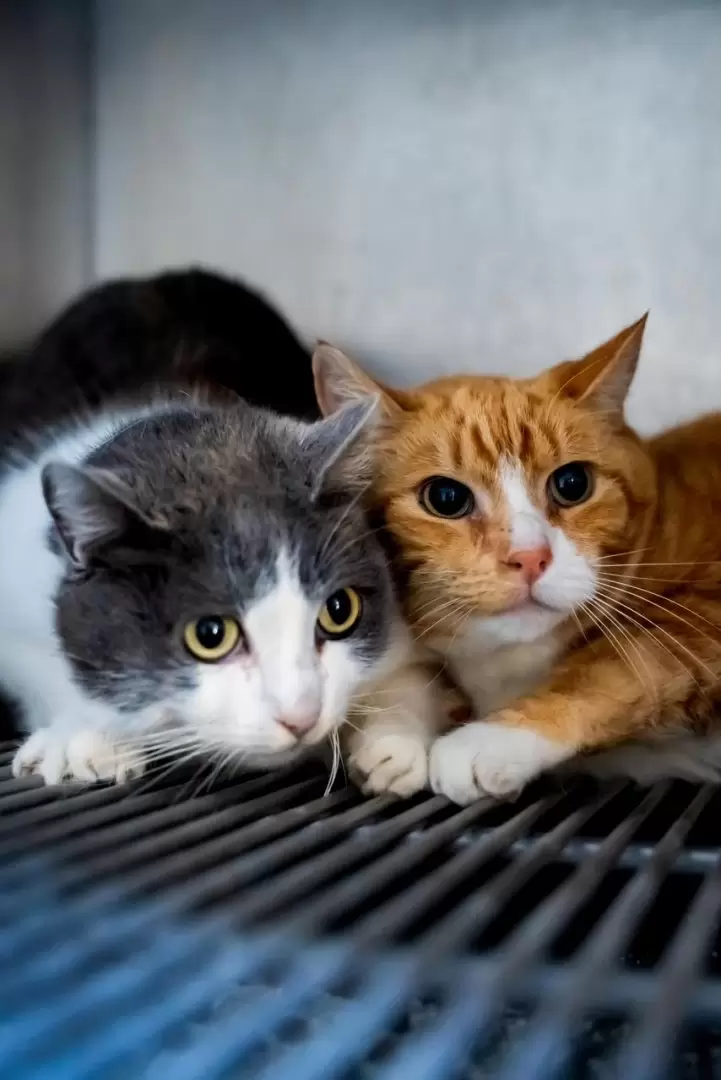 Invitan a brindar un hogar a 68 perros y 12 gatos.