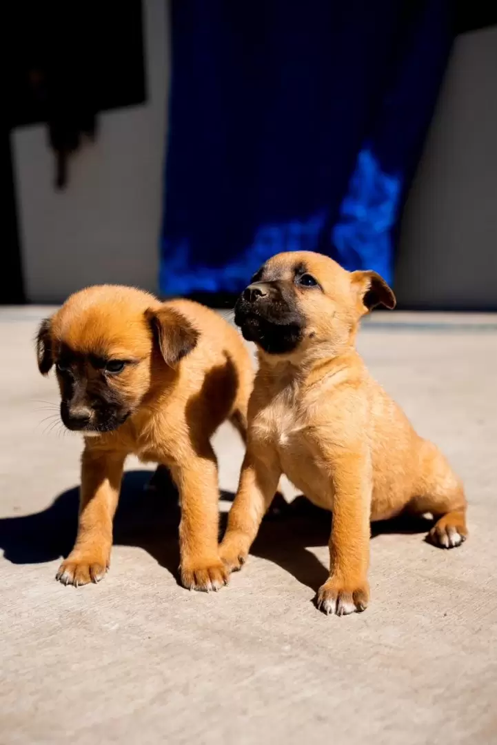 Invitan a brindar un hogar a 68 perros y 12 gatos.