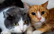 Invitan en Ensenada a brindar un hogar a 68 perros y 12 gatos resguardados en el CACyFE