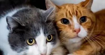 Invitan a brindar un hogar a 68 perros y 12 gatos.
