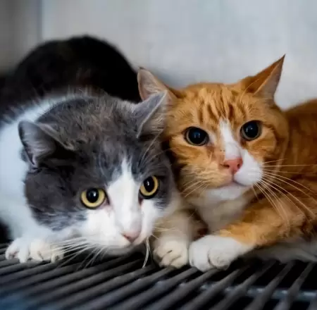 Invitan a brindar un hogar a 68 perros y 12 gatos.