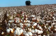 Inicia la cosecha del cultivo algodonero 2026 en el Valle de Mexicali, Baja California
