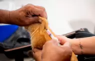 Invita Gobierno de Claudia Agat�n a jornada de vacunaci�n antirr�bica gratuita para perros y gatos