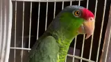 Loros en peligro de extinci�n