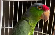 Profepa asegura dos loros en peligro de extinci�n en San Luis Potos�