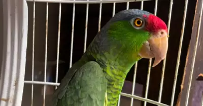 Loros en peligro de extinci�n