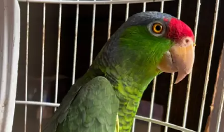 Loros en peligro de extinci�n
