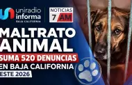 Maltrato animal suma 520 denuncias en Baja California este 2026