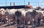 Se extiende gusano barrenador en Sinaloa