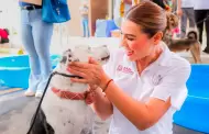 Gobierno de Baja California promueve adopci�n responsable para dar hogar a animales rescatados