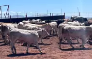 Confirman primeros 6 casos de gusano barrenador en ganado en Sinaloa