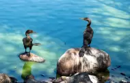 Registra Parque de la Amistad llegada de aves migratorias a Tijuana
