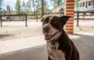 Exhortan a la ciudadan�a a denunciar todo acto de crueldad o maltrato animal en Baja California