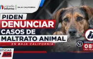 Piden denunciar casos de maltrato animal en Baja California
