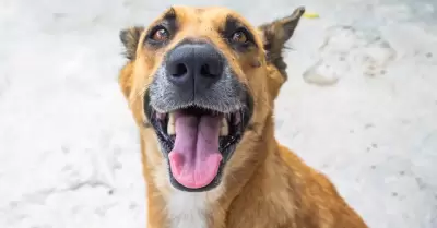 Perro