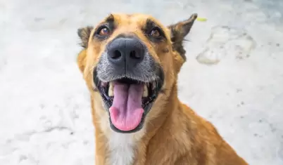 Perro