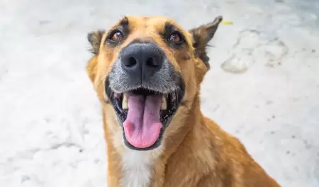 Perro