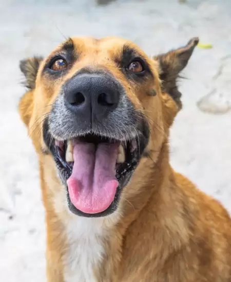 Perro