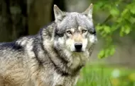 M�xico y EU deben unir esfuerzos por el lobo mexicano, plantea Sheinbaum
