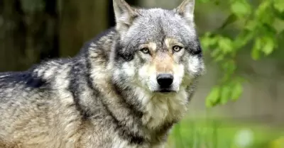 Lobo