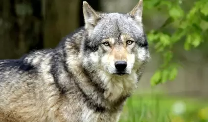 Lobo