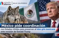M�xico pide coordinaci�n con Estados Unidos para preservar al lobo gris mexicano ante revisi�n de Donald Trump
