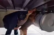 "Chocolate" detecta 76 kilos de coca�na en cami�n en Aduana de Tijuana; estaban ocultos en un doble fondo