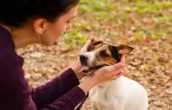 Invita Secretar�a de Medio Ambiente a sumarse a las vocal�as ciudadanas del C�mite de Bienestar Animal del estado de BC