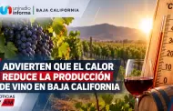 Advierten que el calor reduce la producci�n de vino en Baja California