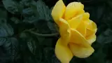 Flores amarillas