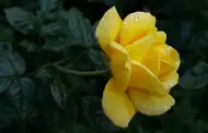 �Por qu� se regalan flores amarillas el 21 de septiembre?
