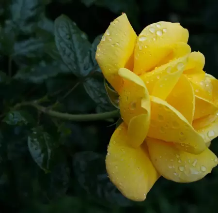 Flores amarillas