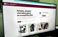 223 perros rescatados esperan hogar: con�zcalos en el padr�n digital del santuario animal Mily