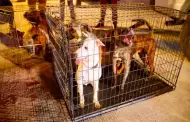 FGE asegura a 12 caninos durante cateo por presunto maltrato animal en Tijuana