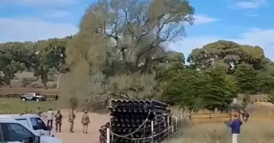 Derribo de �rbol hist�rico en avance de muro fronterizo