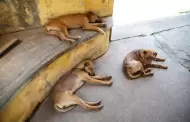 Promueve Secretar�a de Medio Ambiente la esterilizaci�n de animales de familia en Baja California