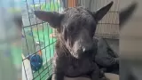 Sentencian a hombre por crueldad animal tras operar centro sin licencia en Julia