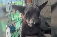Sentencian a hombre por crueldad animal tras operar centro sin licencia en Julian