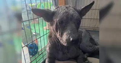 Sentencian a hombre por crueldad animal tras operar centro sin licencia en Julia