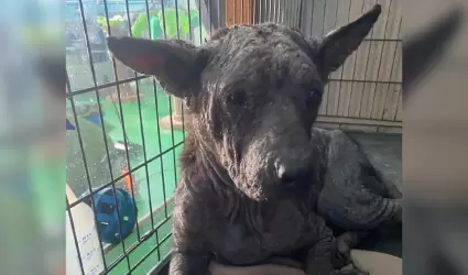 Sentencian a hombre por crueldad animal tras operar centro sin licencia en Julia