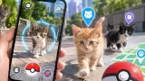Cat Collector