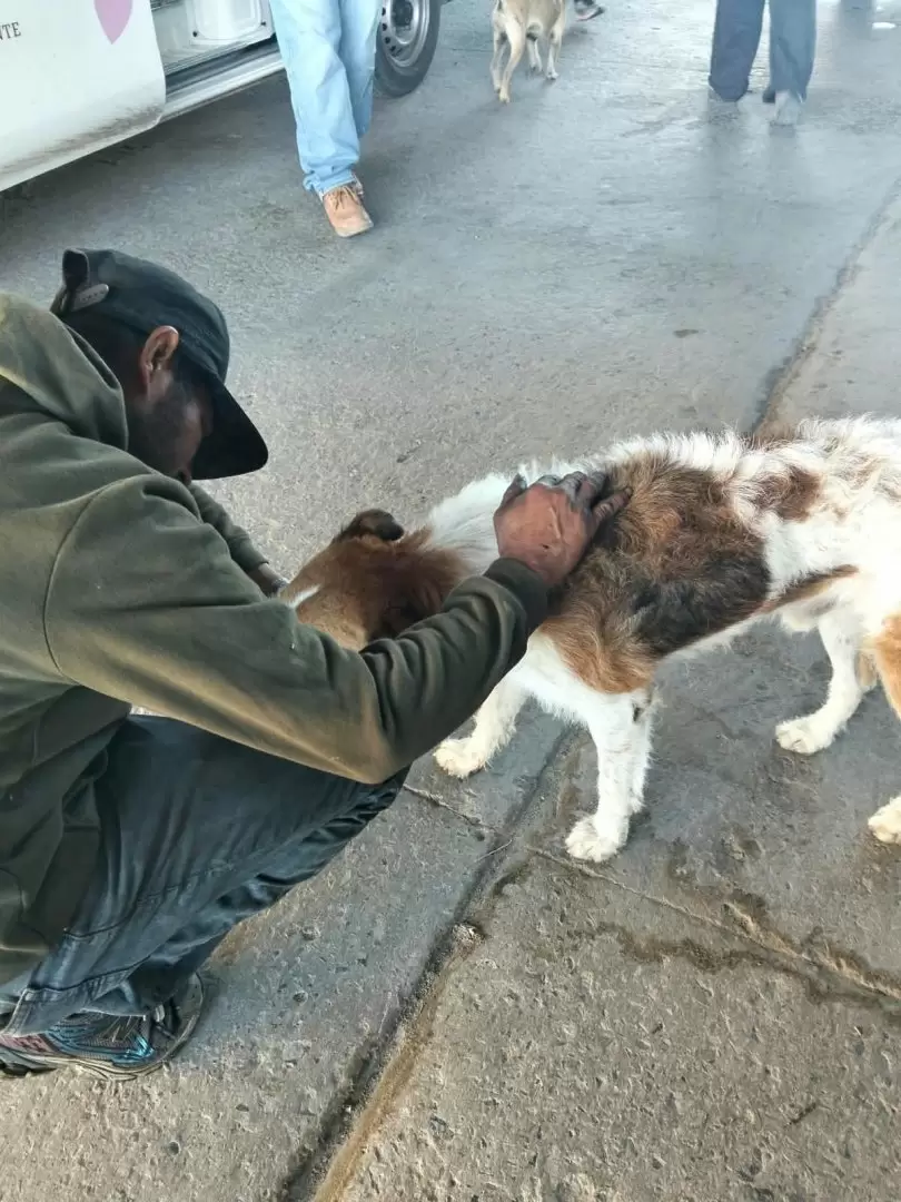 Santuario Mily resguarda a animales de compa��a durante operativo en el r�o Tijuana