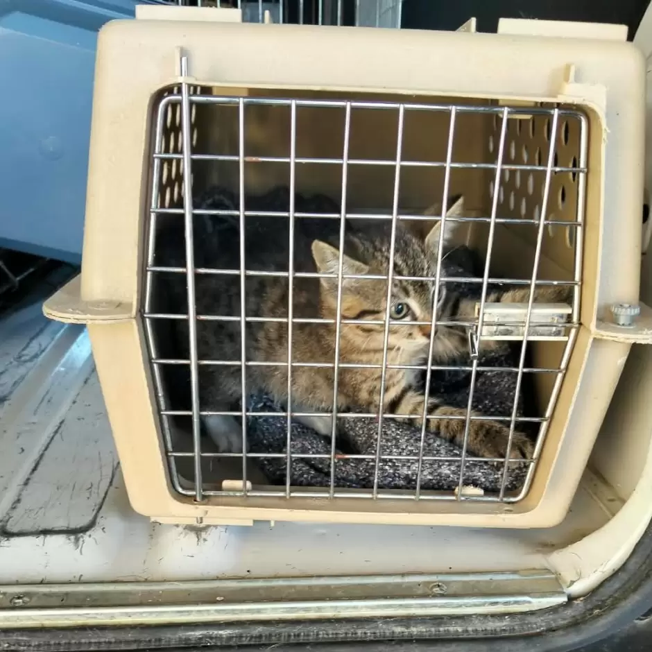 Santuario Mily resguarda a animales de compa��a durante operativo en el r�o Tijuana