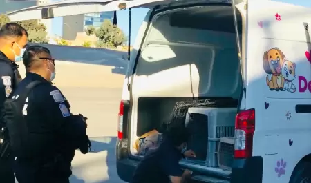 Santuario Mily resguarda a animales de compa��a durante operativo en el r�o Tiju