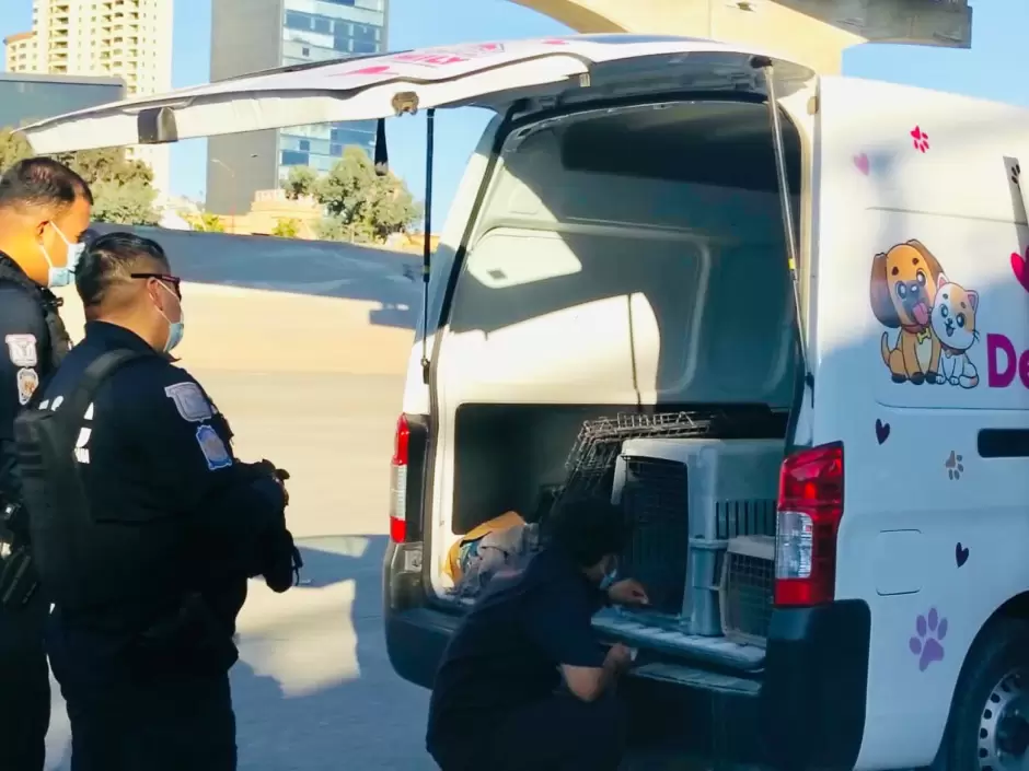 Santuario Mily resguarda a animales de compa��a durante operativo en el r�o Tijuana