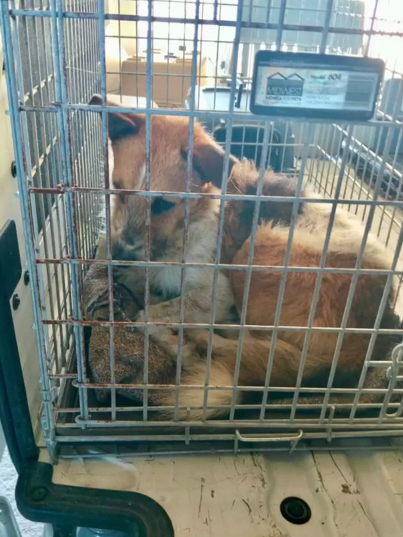 Santuario Mily resguarda a animales de compa��a durante operativo en el r�o Tijuana