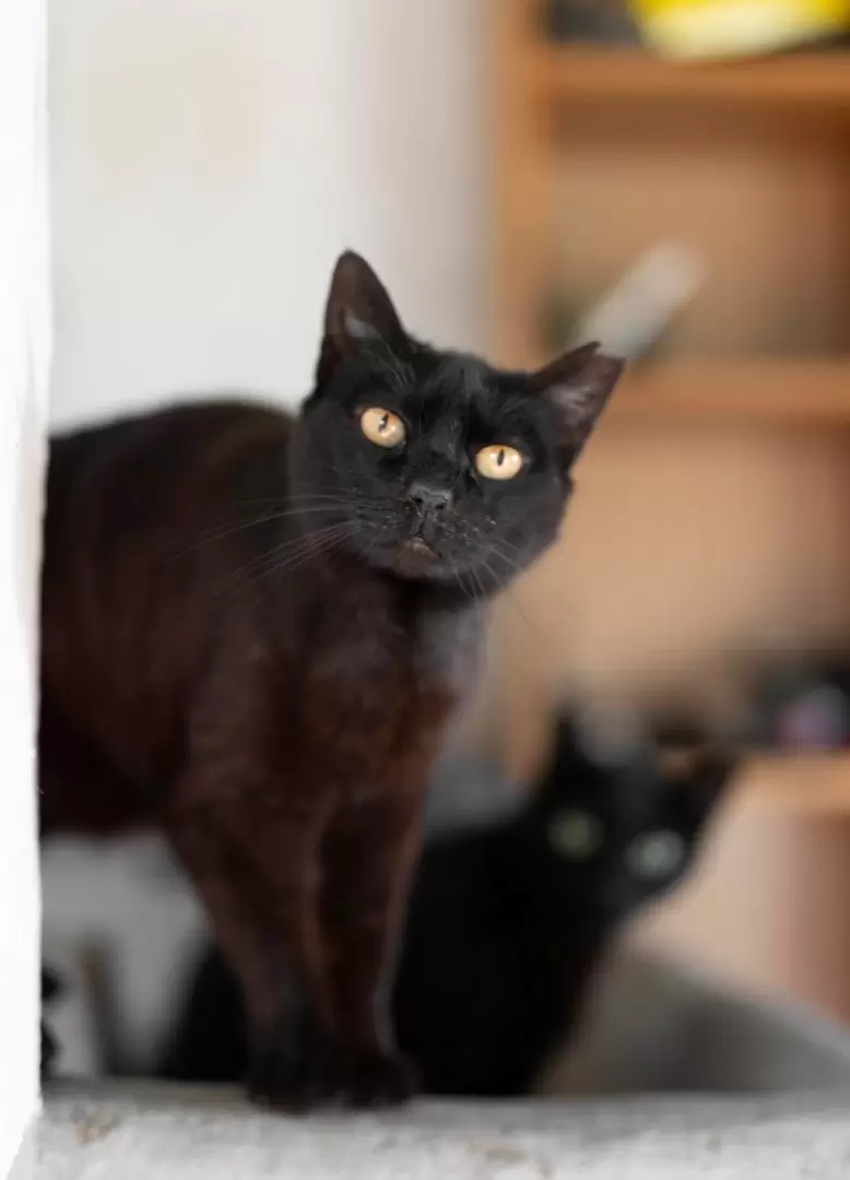 Llaman a reforzar el resguardo de animales de compañía negros ante festejos de Halloween