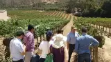 Valle de Guadalupe